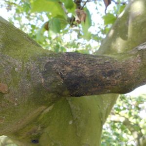 Starostlivosť o stromy: Chybný rez s fatálnymi následkami